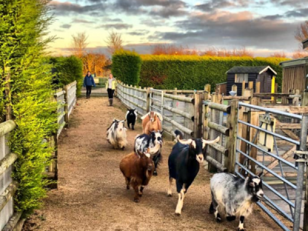 Admission 2026: Including Access To The Farm, Soft Play & Falconry Area