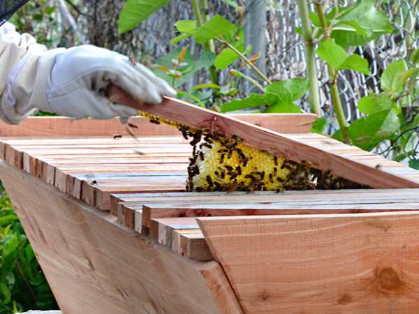Natural Beekeeping Workshop