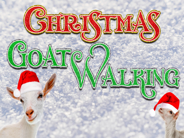 Christmas Goat Walking