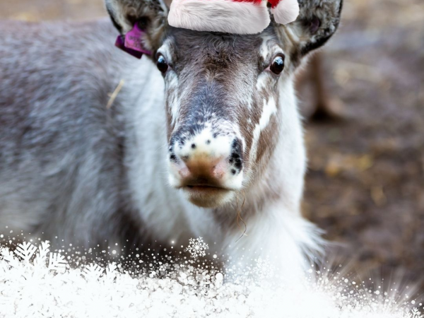 Reindeer Experience
