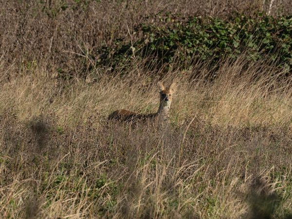 Talk: Magnificent Mammals of Milton Keynes
