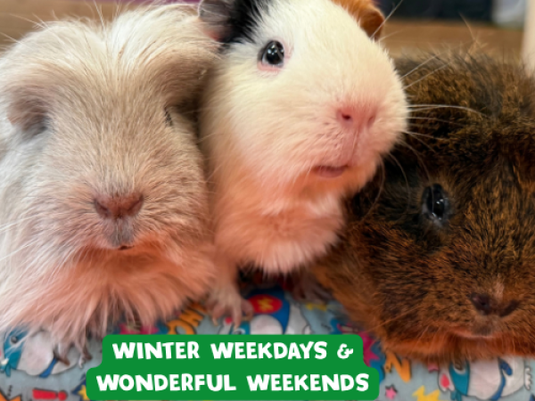 2026 - Winter Weekdays & Wonderful Weekends (2nd Nov - 18th Dec Excluding Christmas weekends)