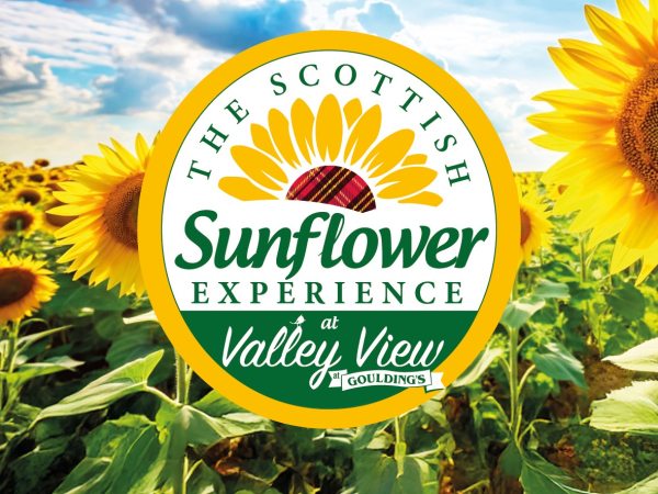 Scottish Sunflower Experience