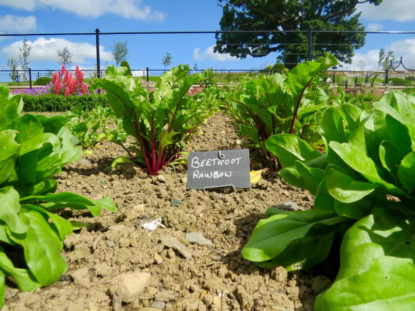 Garden Education Workshop - Spring/Summer 2026