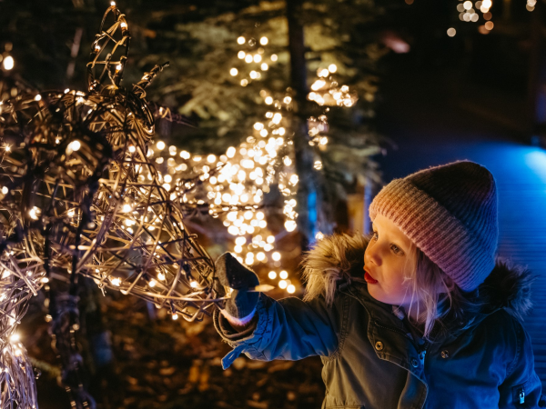 The Plotters’ Forest Enchanted Christmas Trail - Evening Tickets