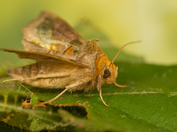 Moths and wild walk with Dr Will Hawkes