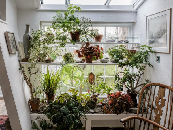 Plants by a sunny window at Kettle's Yard.