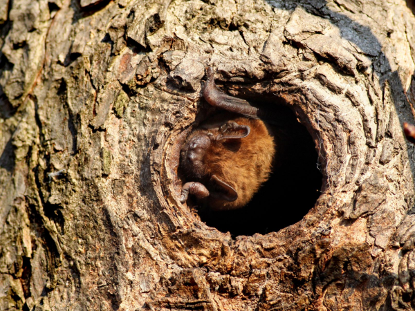 Adult Bat Walk - Shenley Wood - Tuesday 28 April