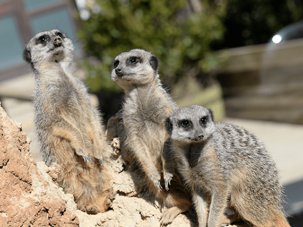 Meet The Meerkats Experience