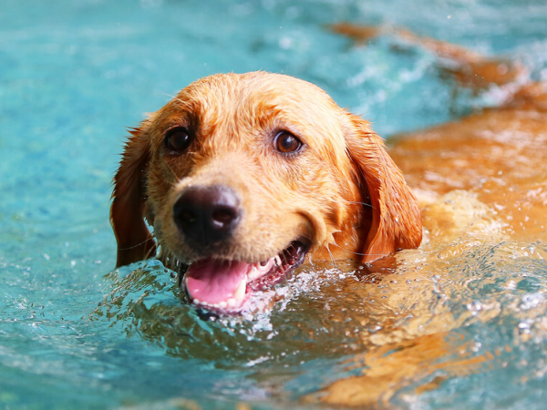 Swim With Your Dog