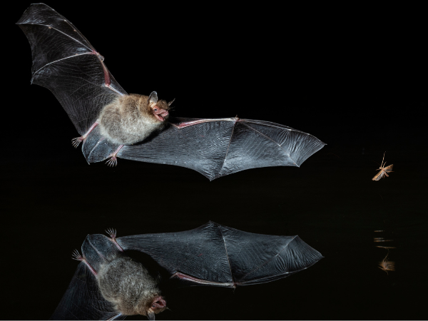 Bat Walk (Llanelli)