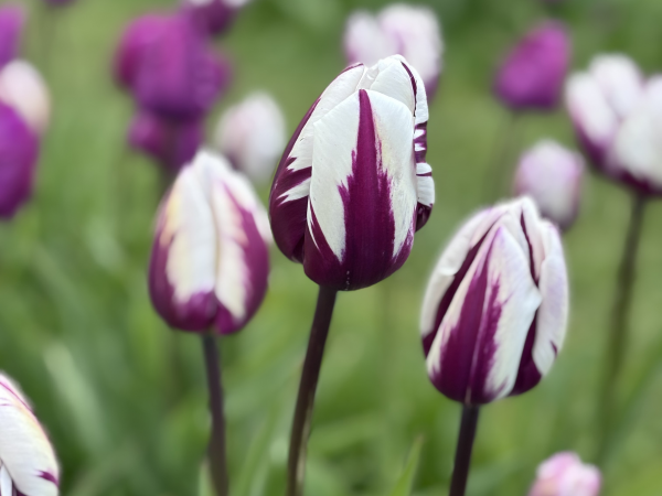 Scottish Tulip Festival (Set Dates)