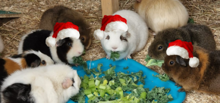 The Christmas Trail with Guinea Pig Experience