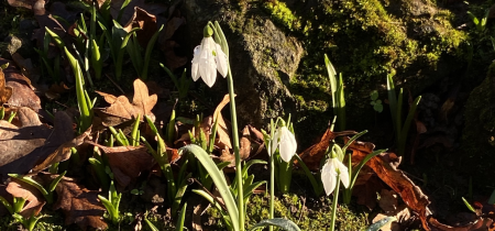 The Snowdrop Lecture