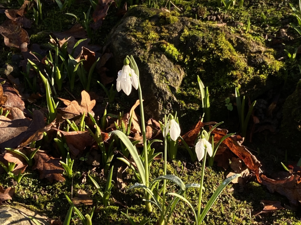 The Snowdrop Lecture