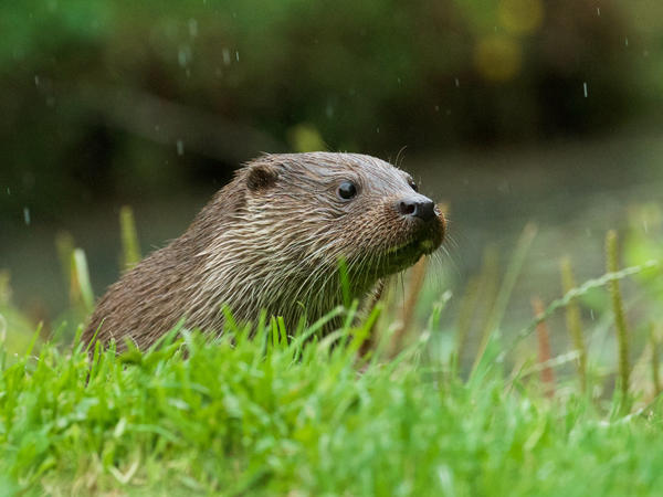 Photography Taster Session, Otters, Polecats & More