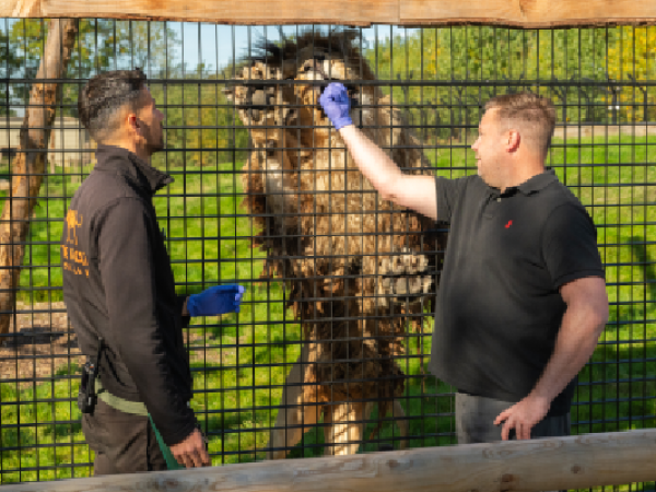 Big Cat Fest - Saturday 1st August