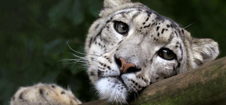 Snow Leopard Feeding Experience