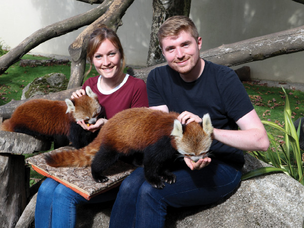 Red Panda Experience