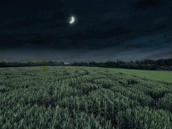 Evening Maze