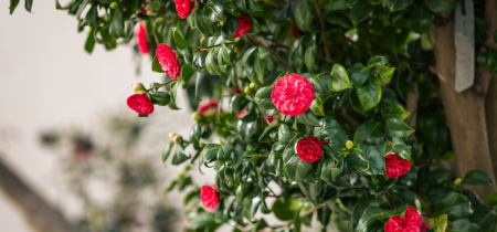 Camellias | Head Gardener Talk & Lunch