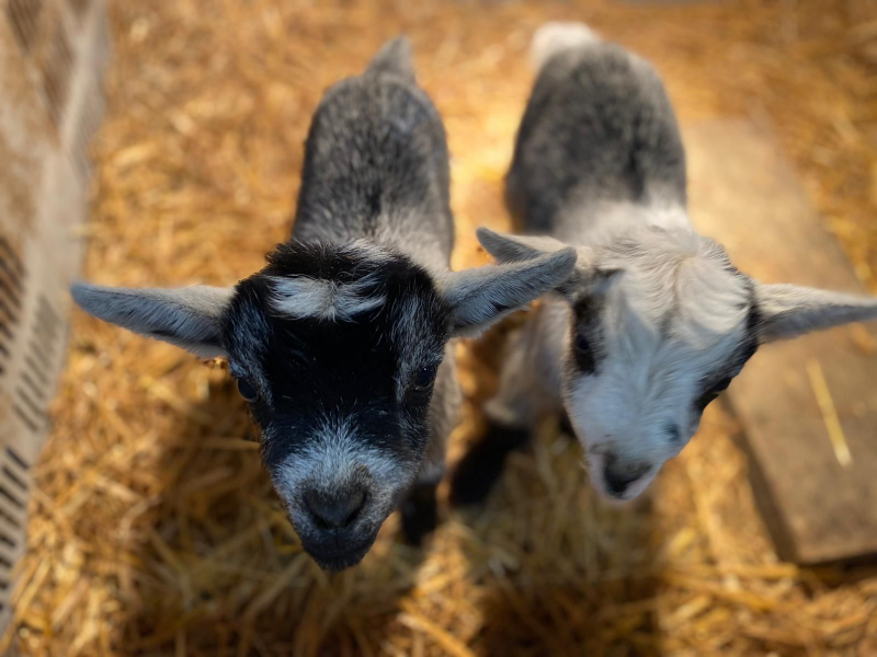 Buy Goat Walking Tickets online - Whitehouse Farm Centre