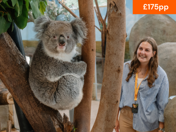 VIP KOALA CREEK TOUR
