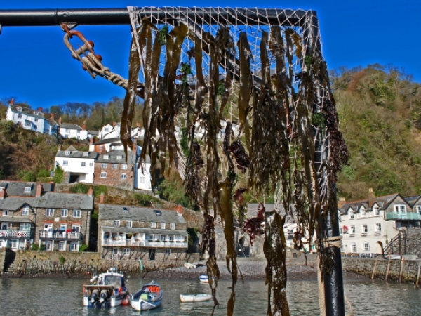 Clovelly Seaweed Festival 2025