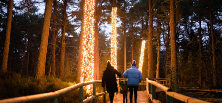 Winter Day Admission + Ancient Forest Twi-LIGHTS