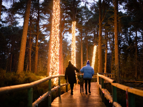 Winter Day Admission + Ancient Forest Twi-LIGHTS
