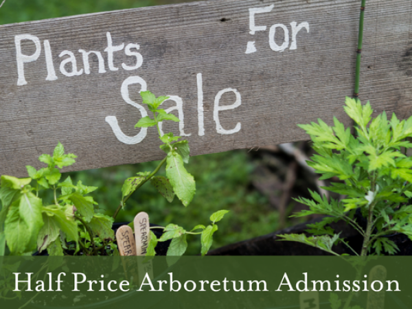 Plant Fair Monday 25th May