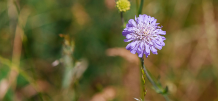 Walk & Talk: Weed or Wildflower? An introduction to plant ID at Bancroft