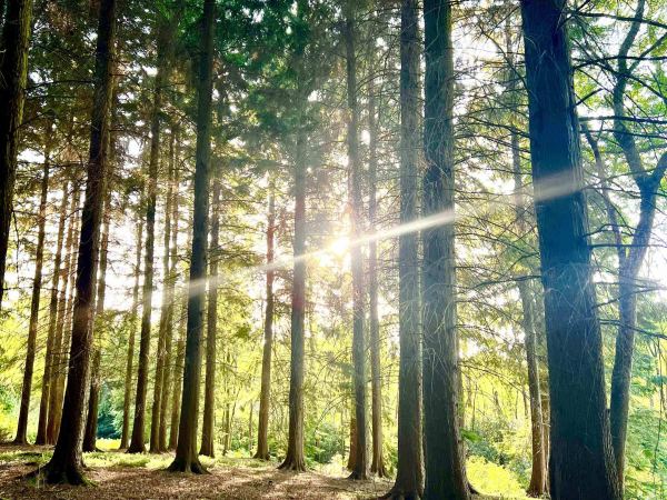 Woodland Meditation & Sound Bath at Well Read Literary Festival 2026