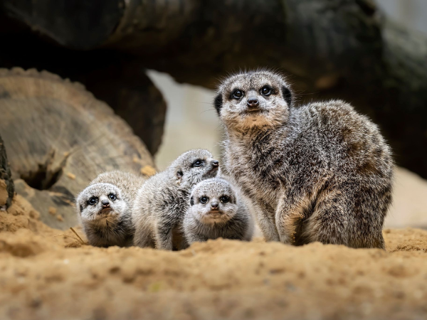 Meerkat Meet and Greet