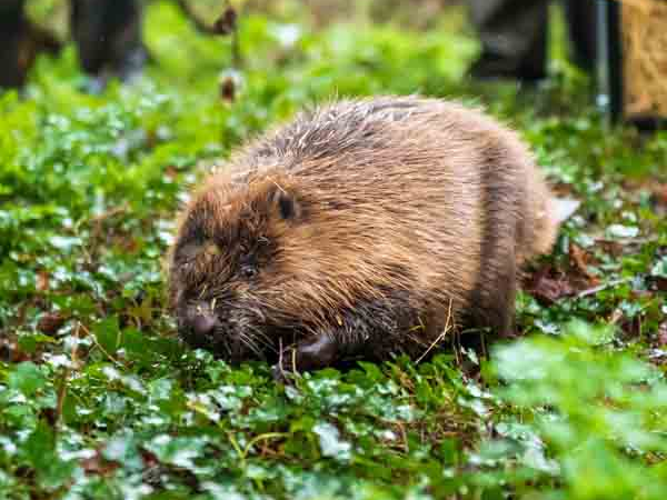 Member Event - Beaver Tours