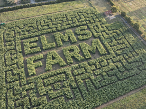 Maize Maze
