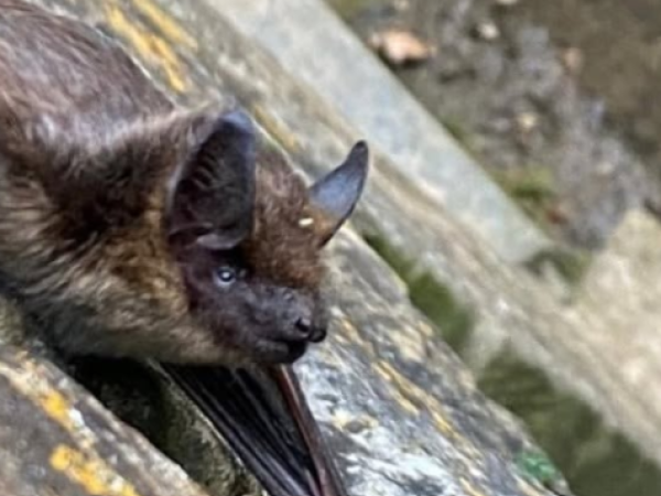Netherclay Woodland Family Bat Walk