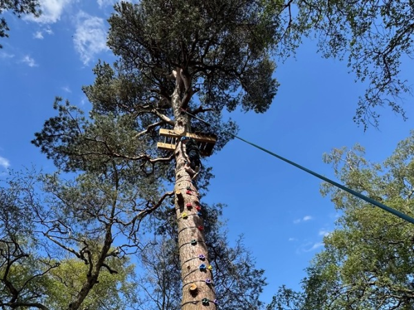 Tree Climbing