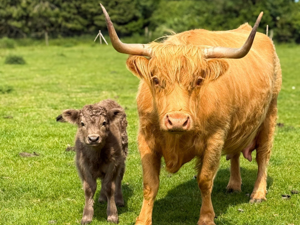 Admission to Rand Farm Park