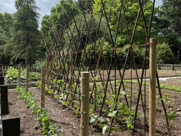 Grow your own: Family allotment workshop