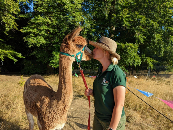 An Evening of Alpaca Walking