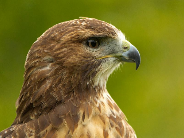 Summer Birds Of Prey, Sunday 27th July