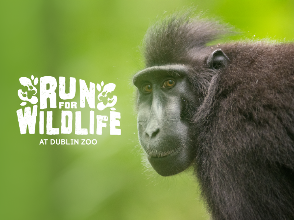 Run for Wildlife 2025