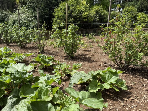 Harvest at Trewithen: Tips from the allotment