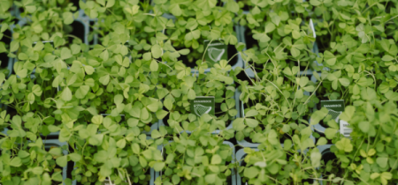 St Patrick's Day at the Ulster Folk Museum