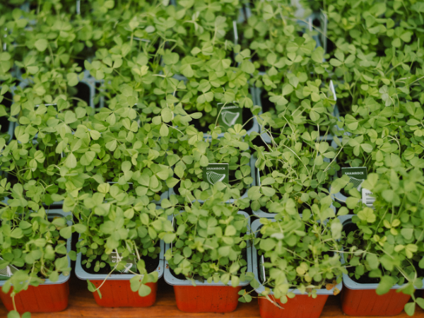 St Patrick's Day at the Ulster Folk Museum (Cultra)