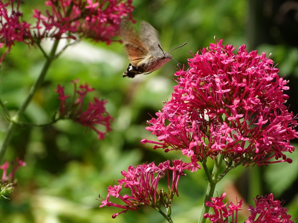 The Living Garden