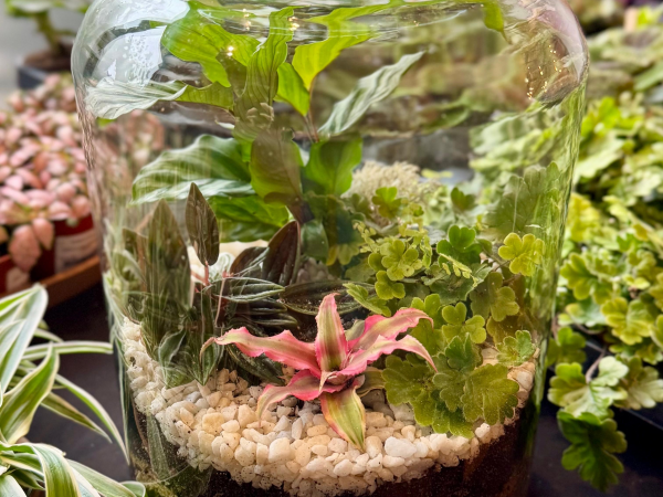 Terrarium Workshop 11-12:30pm