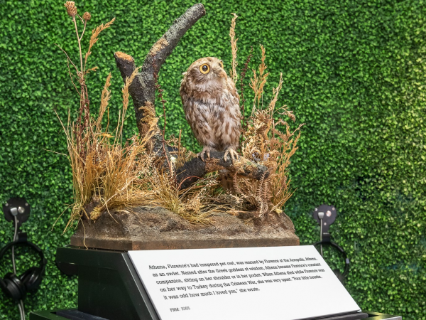 Athena the Owl In Front of Hedge