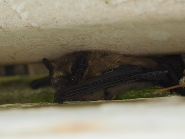 Bat walk/emergence at the Stewards House with Rick Payne